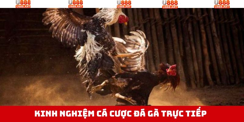 Bí quyết nắm chắc phần thắng khi tham gia đá gà trực tiếp U888