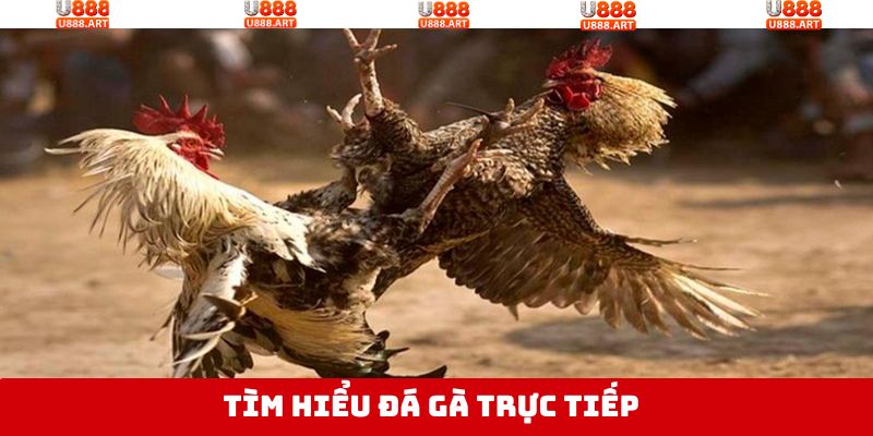 Hình thức chọi gà trực tiếp thú vị