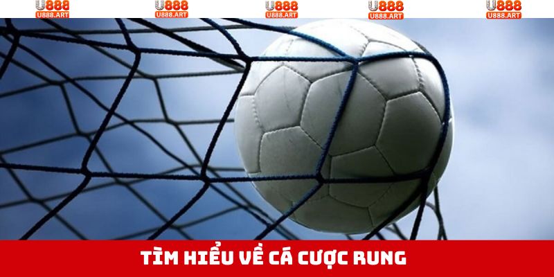 Khám phá thông tin cơ bản cần biết về cược rung