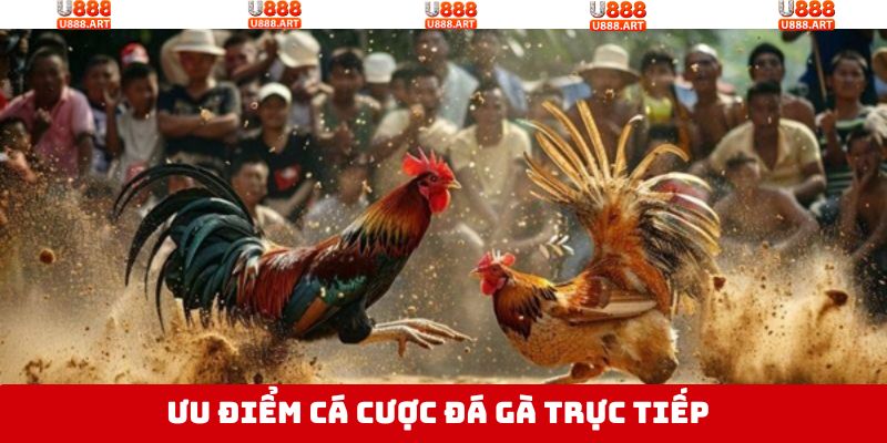 Tại sao nên tham gia chơi chọi gà trực tiếp ở U888